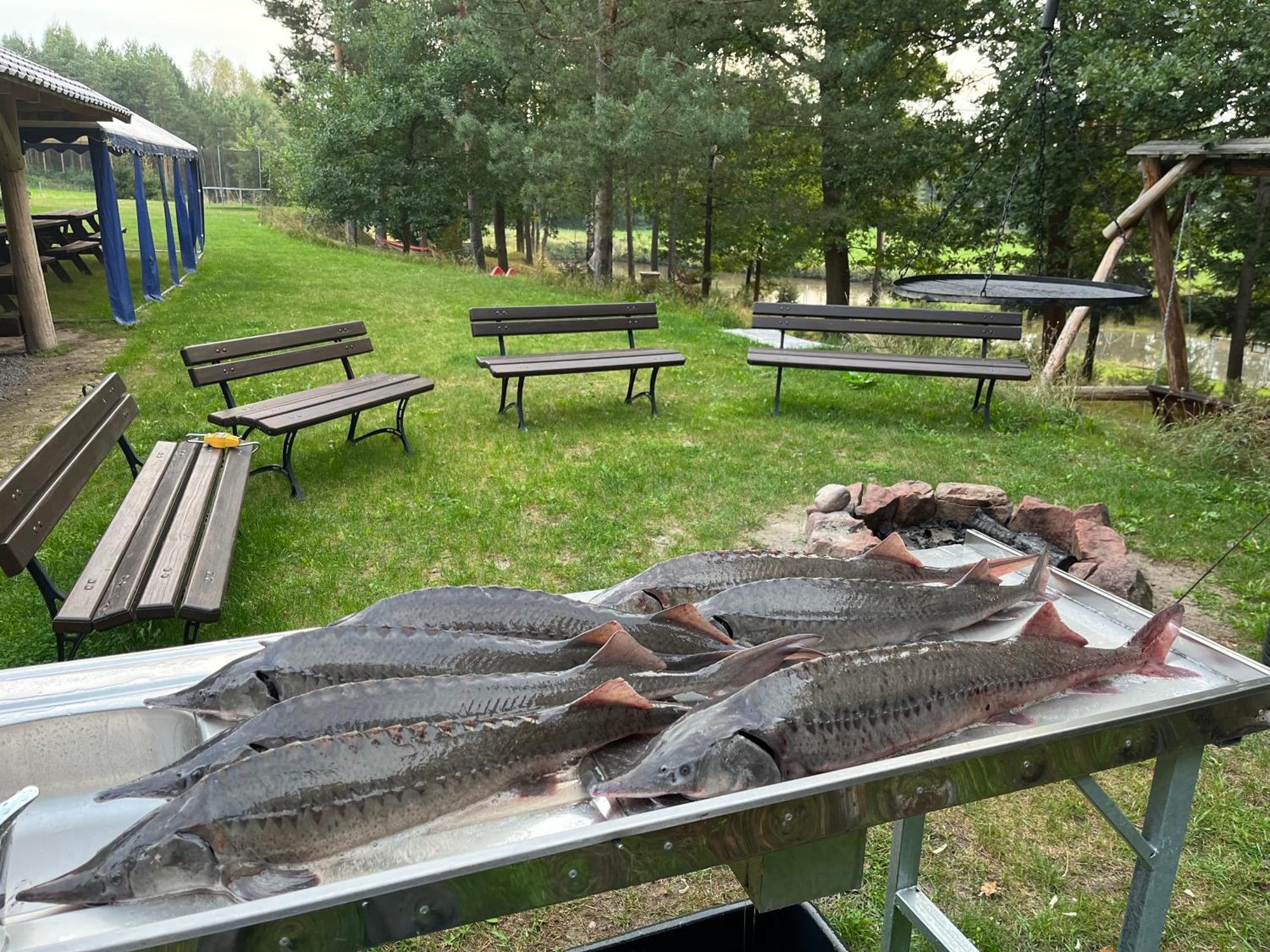 Lesny Dworek Snochowice Esterno foto