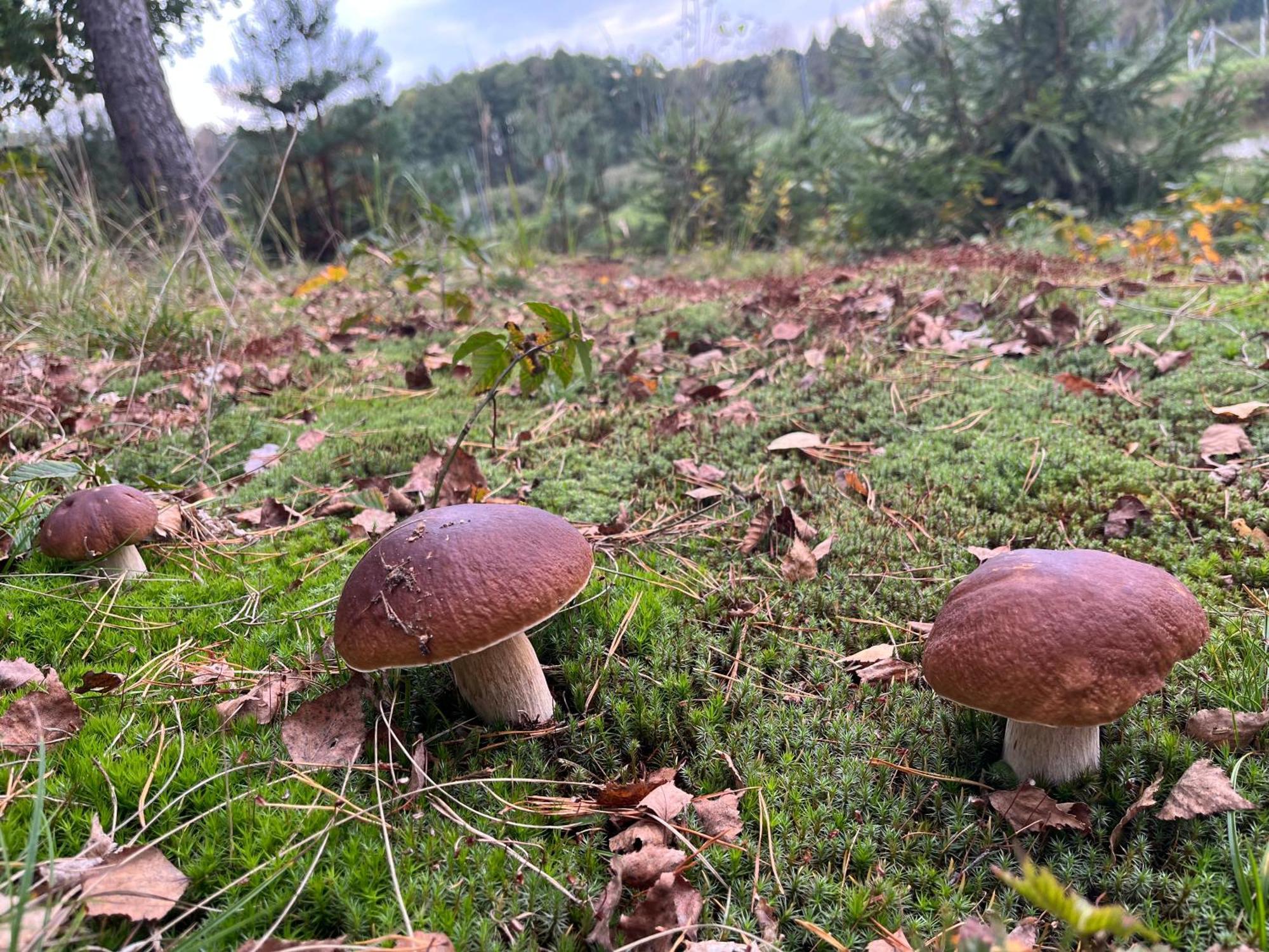 Lesny Dworek Snochowice Esterno foto