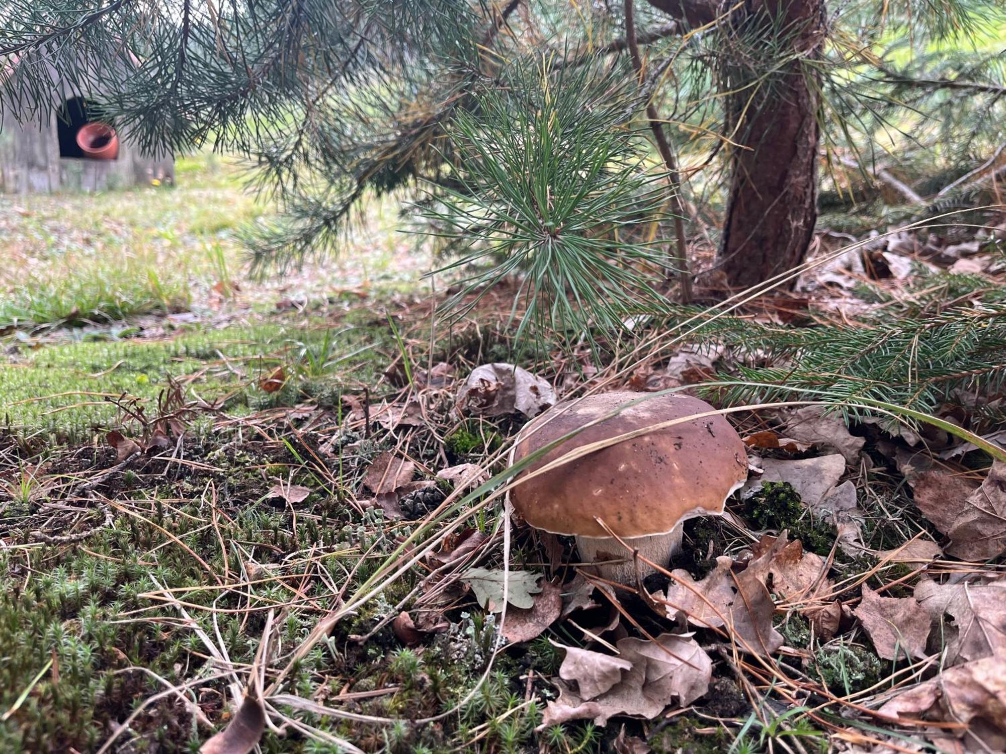 Lesny Dworek Snochowice Esterno foto